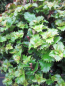 Preview: Amerikanischer Ilex Kleiner Strolch